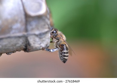 Close up view of working bee