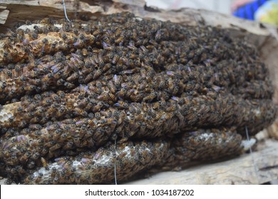 
Close up view of the working bees on honey cells
