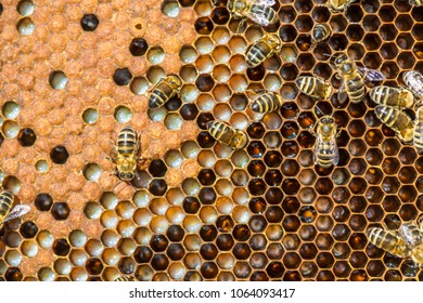 Close up view of the working bees on honeycells.