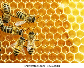 Close Up View Of The Working Bees On Honey Cells