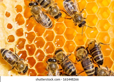 Close up view of the working bees on honeycells.