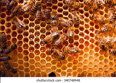 Close up view of the working bees on the honeycomb with sweet honey. Honey is beekeeping healthy produce. Bee honey collected in the yellow beautiful honeycomb.