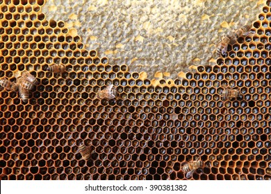 Close up view of the working bees on honeycomb