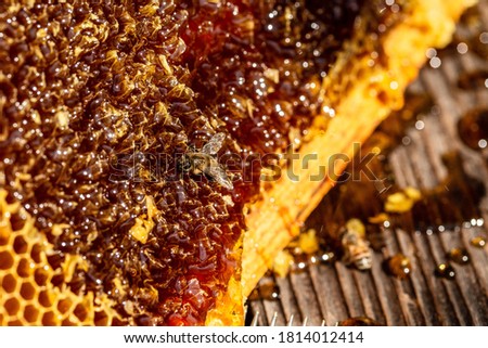 Close up view of the working bees on honey cells. frame with bees wax structure full of fresh bee honey in honeycombs.