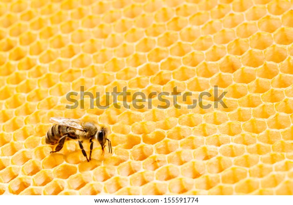 Close up view of the working bees on honeycells.