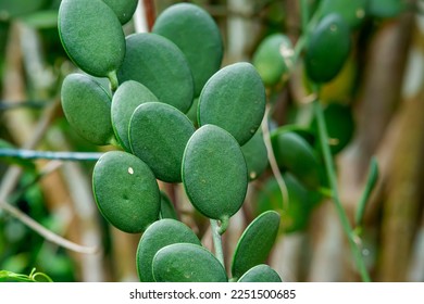 close up view of Xerosicyos Danguyi thriving in the courtyard of a cafe - Shutterstock ID 2251500685
