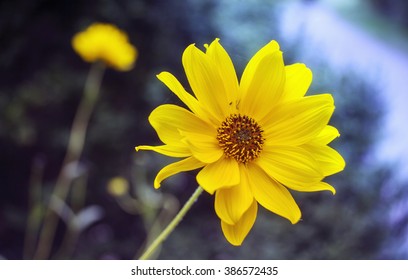  Close view of yellow Arnica herb  blossom 