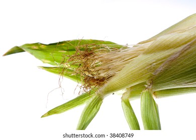 Close Up View Of Yellow Sweet Corn On The Cob With The Stringy Leaves Of The Husk Pared Back.