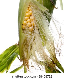 Close Up View Of Yellow Sweet Corn On The Cob With The Stringy Leaves Of The Husk Pared Back Revealing The Golden Corn.