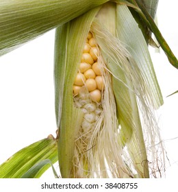 Close Up View Of Yellow Sweet Corn On The Cob With The Stringy Leaves Of The Husk Pared Back Revealing The Golden Corn.