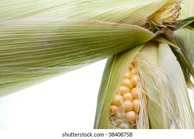 Close Up View Of Yellow Sweet Corn On The Cob With The Stringy Leaves Of The Husk Pared Back Revealing The Golden Corn.