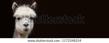 Close up View of a young Alpaca with Copy space in front of black background