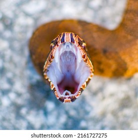 Close up view of a young Eastern cottonmouth or water moccasin snake - Agkistrodon piscivorus with its mouth wide open showing white coloring.   - Powered by Shutterstock