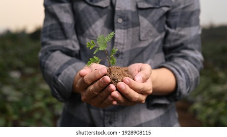 Close Up View Of Young Farmer Holding A Green Young Plant. 