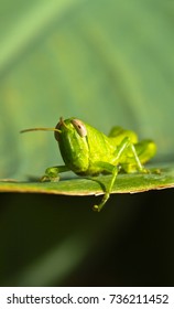 a close up view of a young grasshopper on a green leaf in the bright sunny morning in portrait orientation