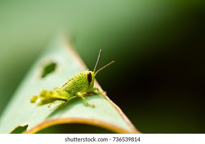 Close up view of the young grasshopper on a green leaf nder the morning sun