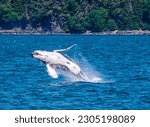 A close up view of a young Humpback Whale breaching and flipping backwards on the outskirts of Juneau, Alaska in summertime