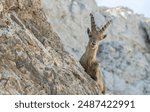 Close up view of a young ibex, capricorn peeping from behind a rock. Swiss mountains, appenzell, wildlife. adult ibex on rocks. Summer,daytime. European wildlife, wildlife conservation. Nature.