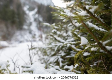 Close Up View Of Young Little Green Conifers Covered In Snow In An All White Mountain Snowy Environment During Winter Season At Daylight, Clean And Peaceful Natural Places Concept