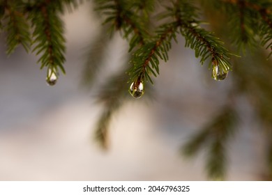 Close Up View Of Young Little Green Conifers Covered In Snow In An All White Mountain Snowy Environment During Winter Season At Daylight, Clean And Peaceful Natural Places Concept, 