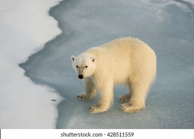 Close Up View Of A Young Male Polar Bear Standing On An Ice Floe In The Afternoon Sunlight.