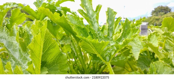 Close Up View Of Zucchini (Summer Squash)