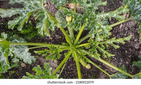 Close Up View Of Zucchini (Summer Squash)