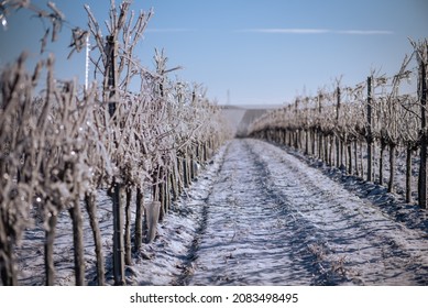 Close up of a vine covered in frozen rain in bright sunshine. Winter landscape after a freezing rain - Shutterstock ID 2083498495
