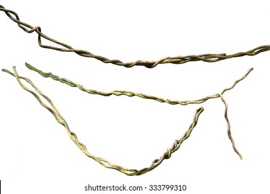 Close up of vine isolated on white background. Clipping path included. - Shutterstock ID 333799310