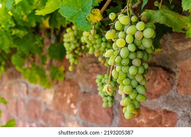 Close up of a vine, Vitis vinifera, growing on an old sandstone wall with ripe grapes at harvest time in autumn