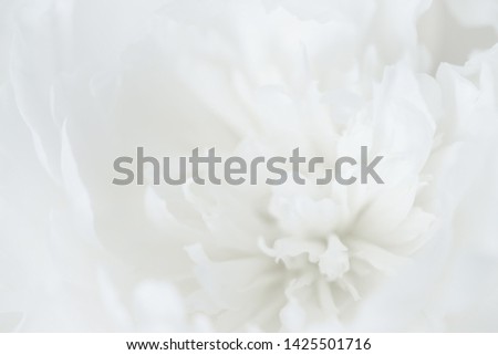 Close up vintage image of beautiful white peon. Floristic decoration. Floral abstact background. Natural flowers wallpaper or greeting card. Macro view