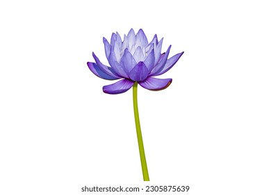 Close up of violer lotus flower or water lily isolated on white background with clipping path. - Powered by Shutterstock