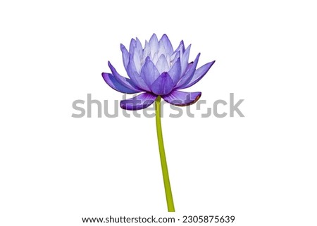 Close up of violer lotus flower or water lily isolated on white background with clipping path.