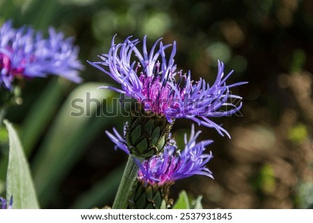 Close up of a violet cornflower (Centaurea cyanus) in spring, 