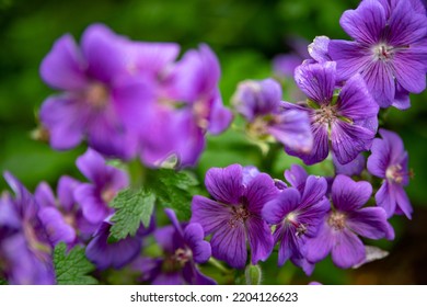 Close Up Of Violet Geranium Flowers  Growing In The Garden . Some Of Them Are Sharp, Some Are Blurred