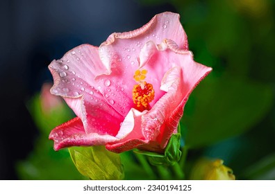 Close up to a violet hibiscus flower. A pink hibiscus in a malaysian backyard. The bloom dust of the blossoms in center. The national flower of Malaysia. Water drops on the blooming flower - Powered by Shutterstock