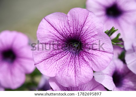 Close up of  violet Petunia flower (Petunia Hybrida). Summer garden background