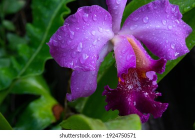 Close up of violet and pink color of orchid with dew drop over the flower and green background