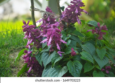 Salvia Divinorum Izobrazheniya Stokovye Fotografii I Vektornaya Grafika Shutterstock