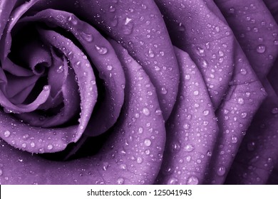 close up of violet rose petals