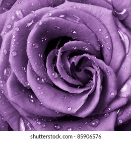 Close Up Of Violet Rose Petals