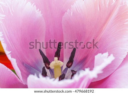 Similar – Close-Up Details Of Pink Tulip Flower