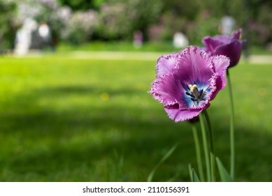 Nahaufnahme von violetten Tulpenblumen unter der Sonne im Frühling. Postkartenkonzept.