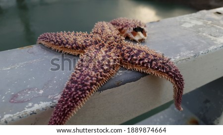 Close up of a violet wild 'North Pacific seastar' against a bright nature background