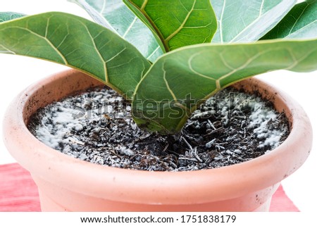 Close up of a violin fig plant in a top with mould on the ground, Germany