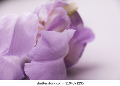 close up warm soft violet iris flower with copy space