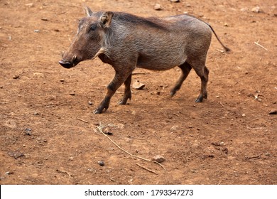 Close Up Wart Hog In Kenya