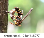 Close up of the wasp that is making the nest, a wasp that is making the nest