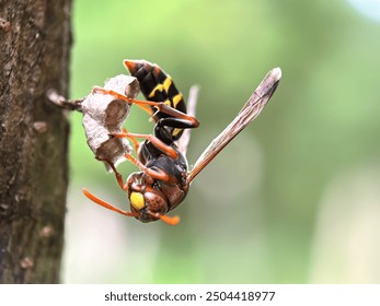 Close up of the wasp that is making the nest, a wasp that is making the nest