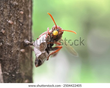 Similar – Dragonfly sunbathing